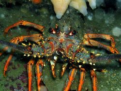 Big angry crayfish, or spiny lobster by Dawn Watson 